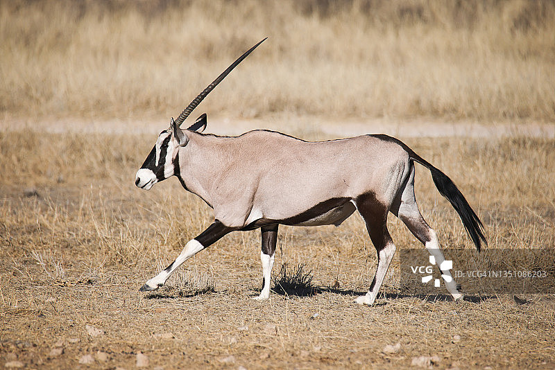 剑羚（Oryx Gazella）图片素材