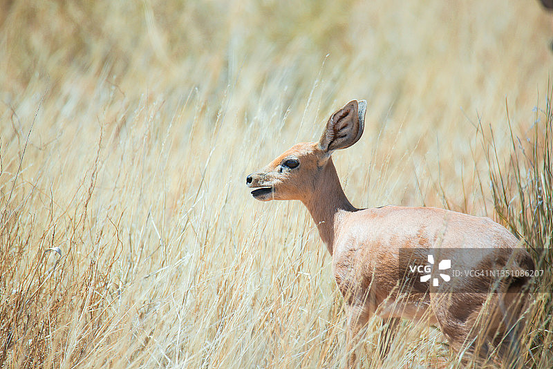 小羚羊图片素材