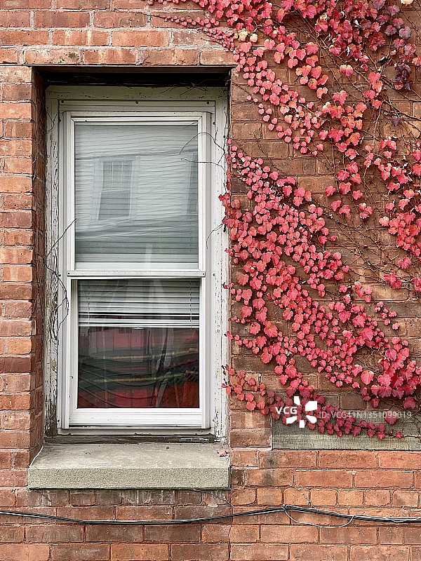 砖砌建筑上的红色常春藤图片素材
