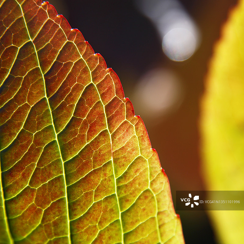 秋叶截面特写图片素材