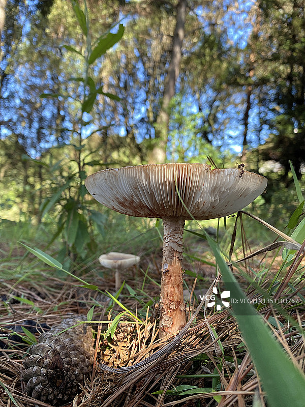 雨林树干和灌木丛上生长的蘑菇特写图片素材