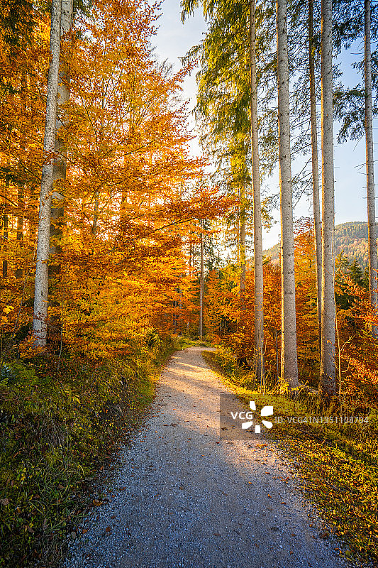 秋日傍晚通往巴姆see湖的徒步小径图片素材