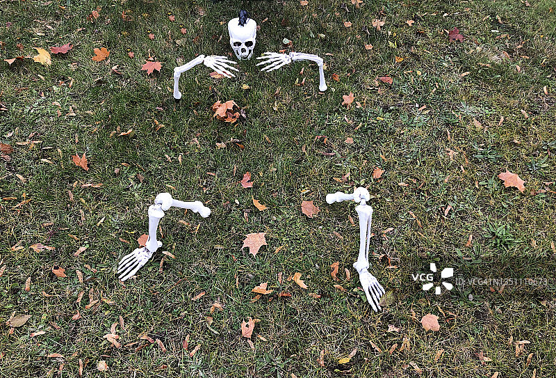 草坪上的骷髅图片素材