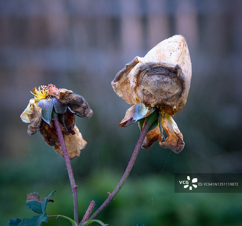 枯萎的旧玫瑰花图片素材
