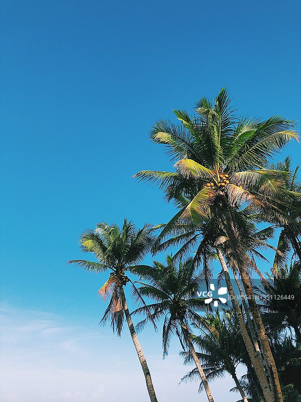 棕榈树，背景是蓝天和白云，菲律宾图片素材