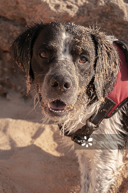 布列塔尼猎犬：满身沙子的西班牙海滩图片素材