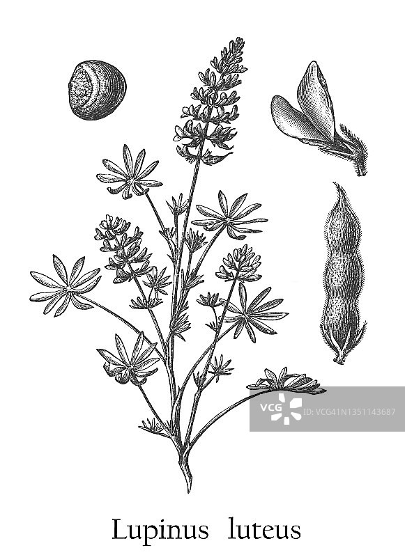 欧洲黄羽扇豆植物古老雕刻插图图片素材