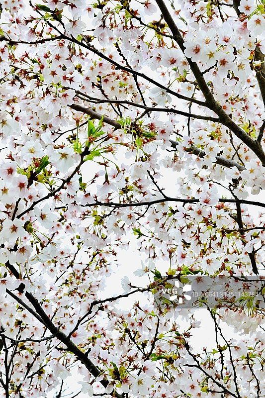 盛开的四照花树图片素材