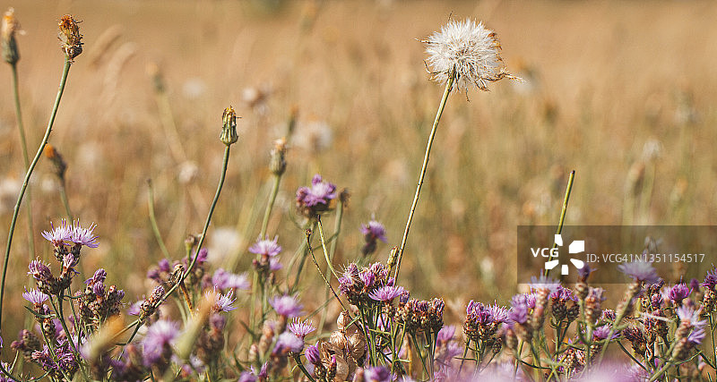干燥的野草图片素材