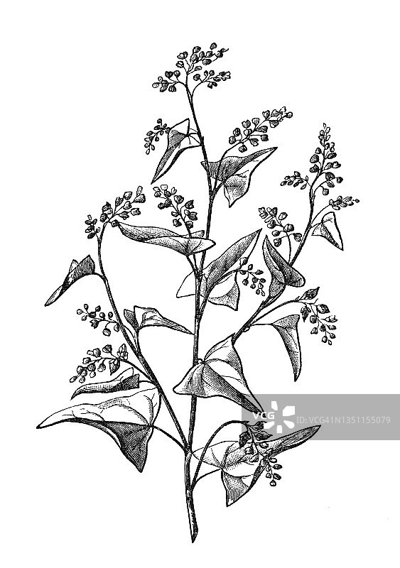 植物学：荞麦古版画图片素材