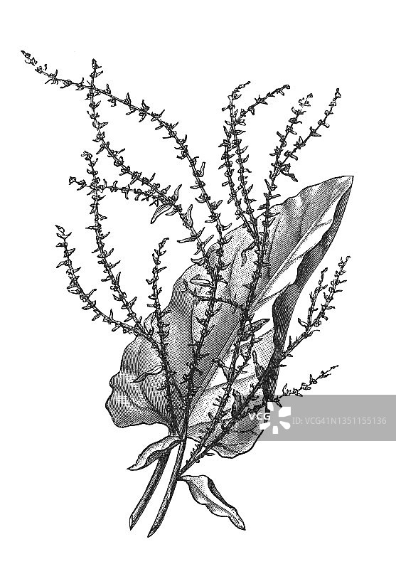 古老的版画植物学插图：甜菜，苋科Betoideae亚科的开花植物图片素材