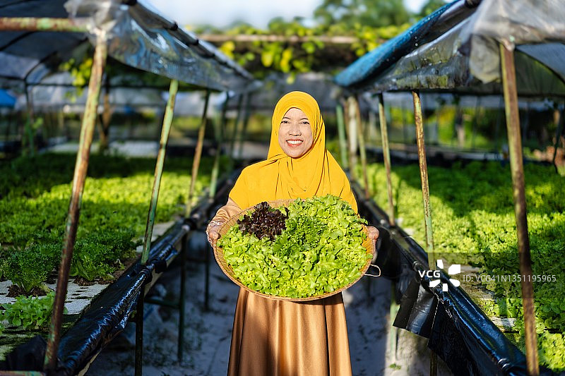 亚洲穆斯林女农民在有机水培温室农场检查质量，准备出售图片素材