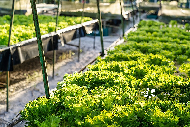 有机水培蔬菜种植农场图片素材
