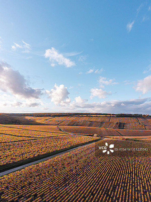 法国夏布利勃艮第黄色葡萄园航拍图片素材