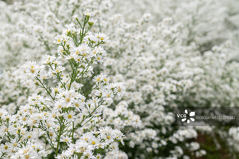 花园里盛开的美丽白色翠菊图片素材