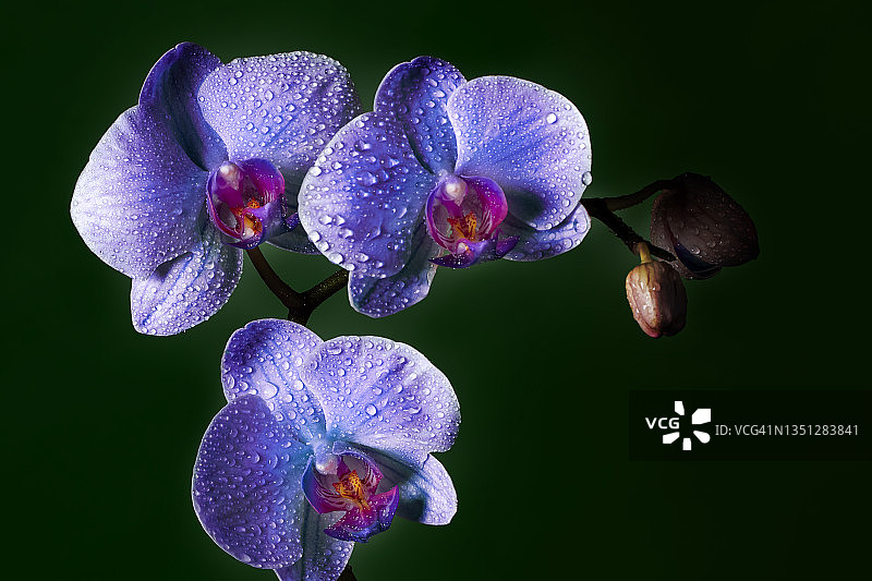 带有露珠的紫色兰花（留有文案空间）图片素材