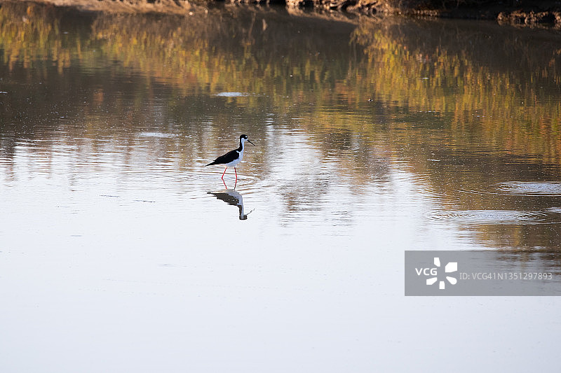 黑翅长脚鹬图片素材