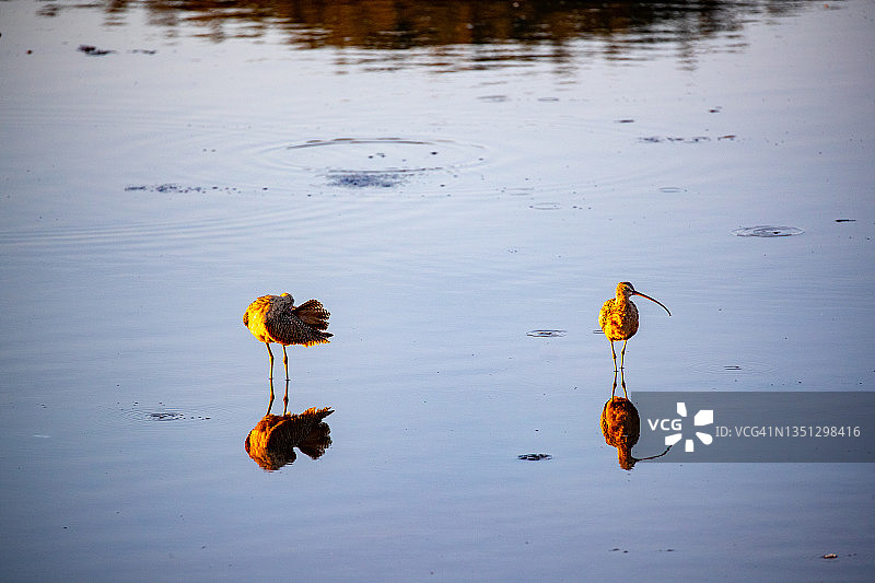 两只长嘴丘鹬图片素材