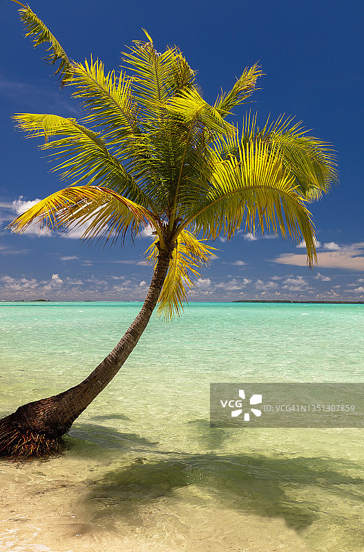 波拉波拉海滩：热带蓝绿色泻湖中的棕榈树，奢华旅游度假天堂，南太平洋法属波利尼西亚图片素材