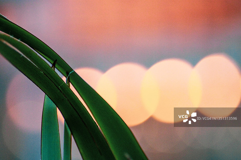 灯光、植物与爱图片素材