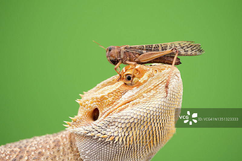 头上顶着蚱蜢的胡子状龙图片素材