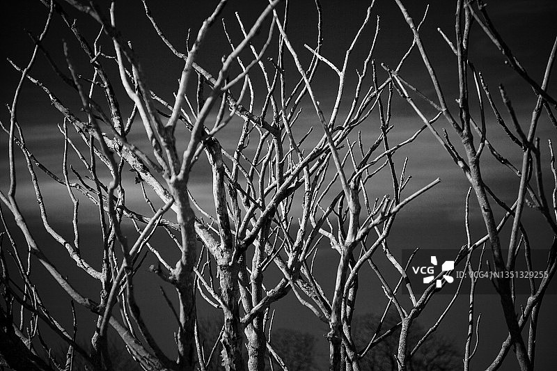 伸向冬季天空的树顶图片素材