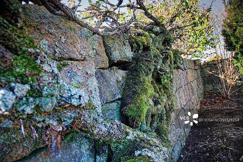 沿石墙生长的苔藓树图片素材