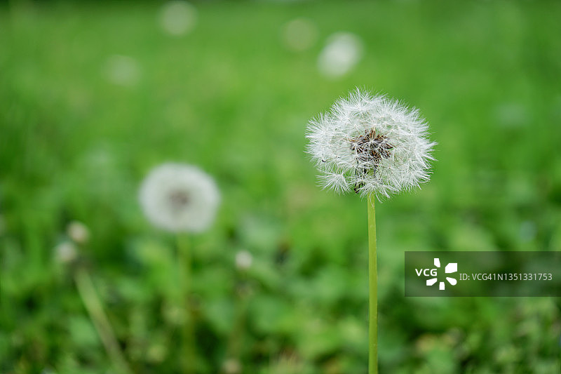 茫茫人海中的一个图片素材