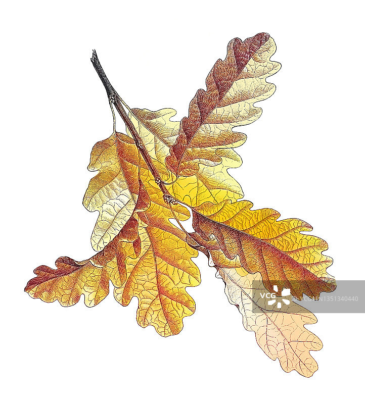 关于栎树的古老雕刻插图，无梗花栎、康沃尔栎树、爱尔兰栎树或硬毛栎（学名：Quercus petraea）图片素材