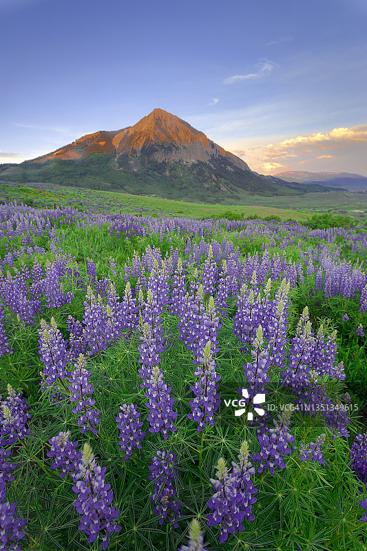 自然中的绿色图片素材