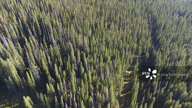 自然中的绿色图片素材