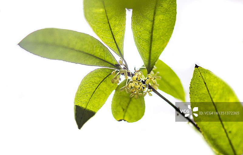 秋季盛开的橙色桂花图片素材