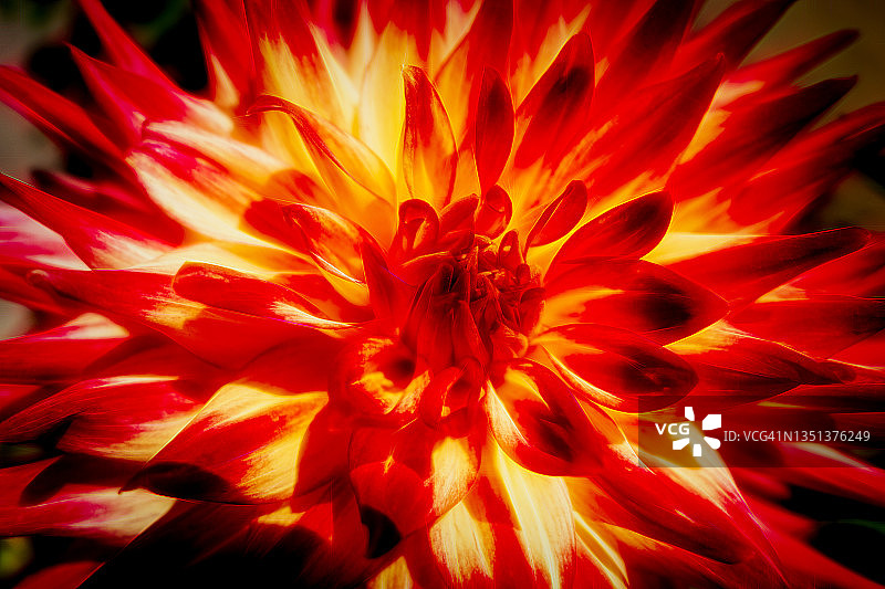 发光大丽花图片素材