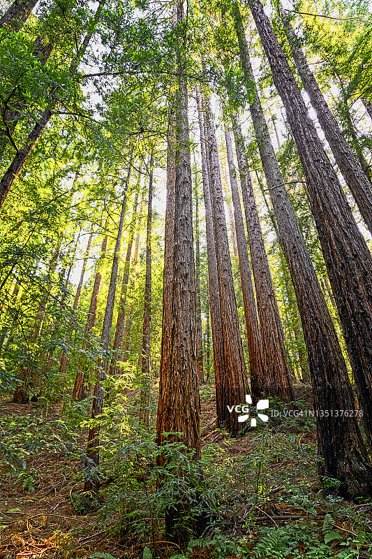 仰望红杉树图片素材