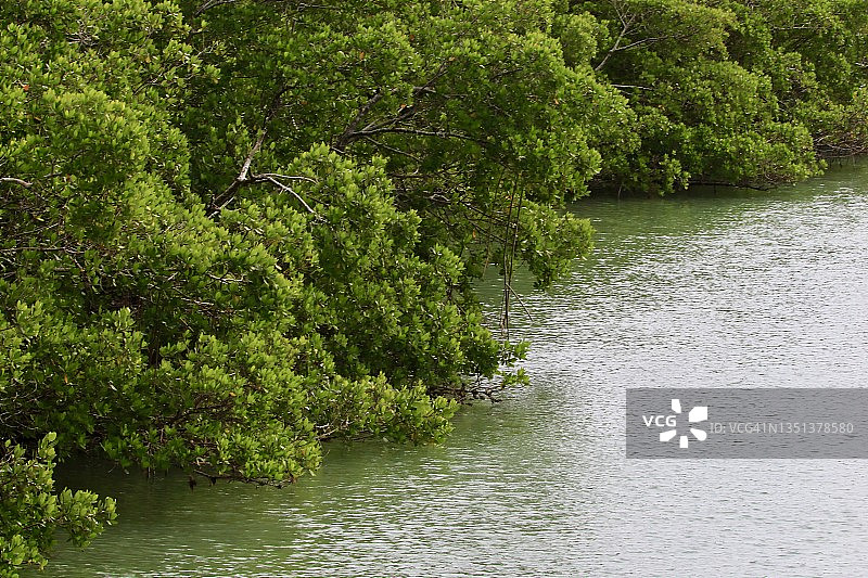 红树林中的水道图片素材