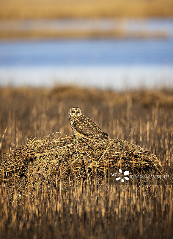 沼泽之王图片素材