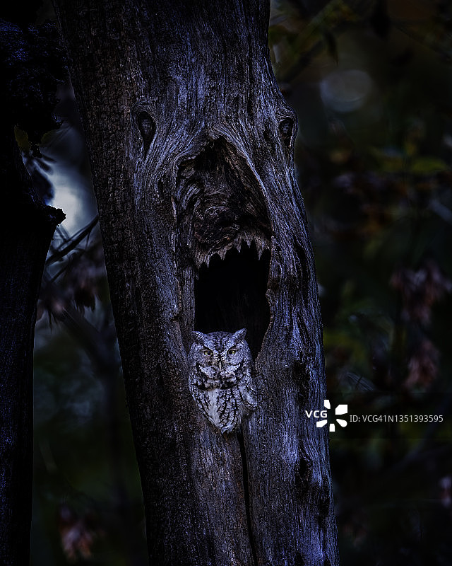 猫头鹰万圣节图片素材