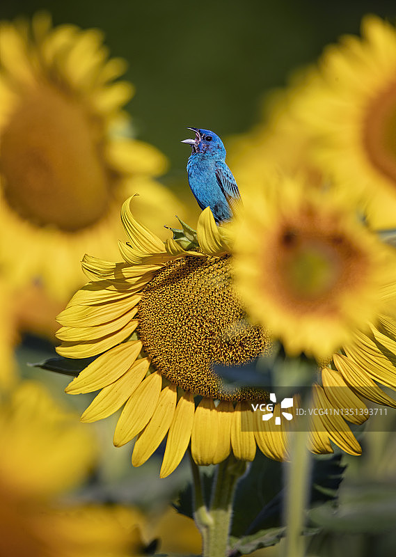 高声歌唱图片素材