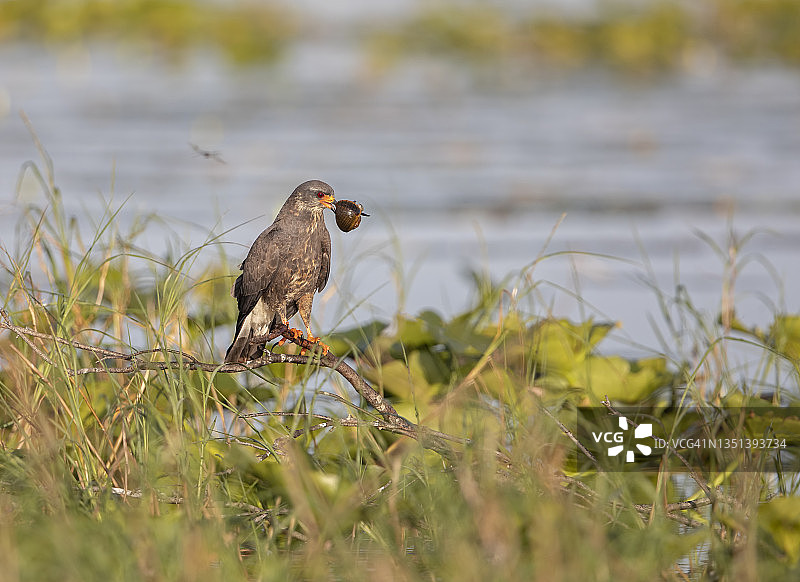 蜗牛小吃图片素材