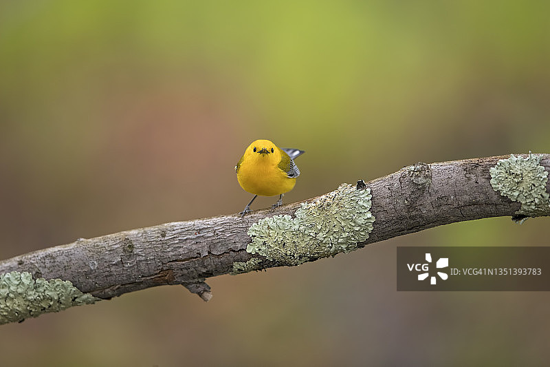 崔弟鸟卡通形象图片素材