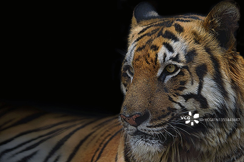 皇家孟加拉虎图片素材