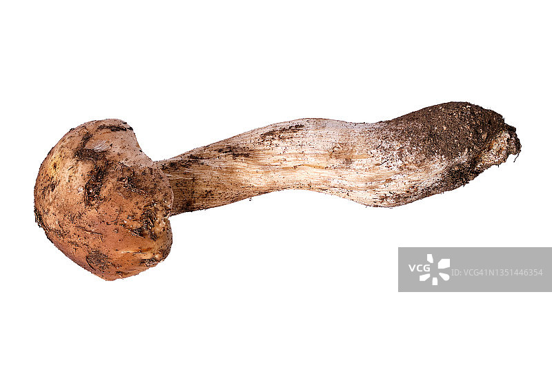 白色背景上的新鲜有机大牛肝菌图片素材