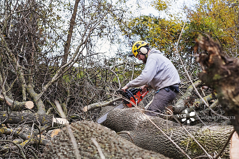 专业伐木工在后院砍伐大树图片素材