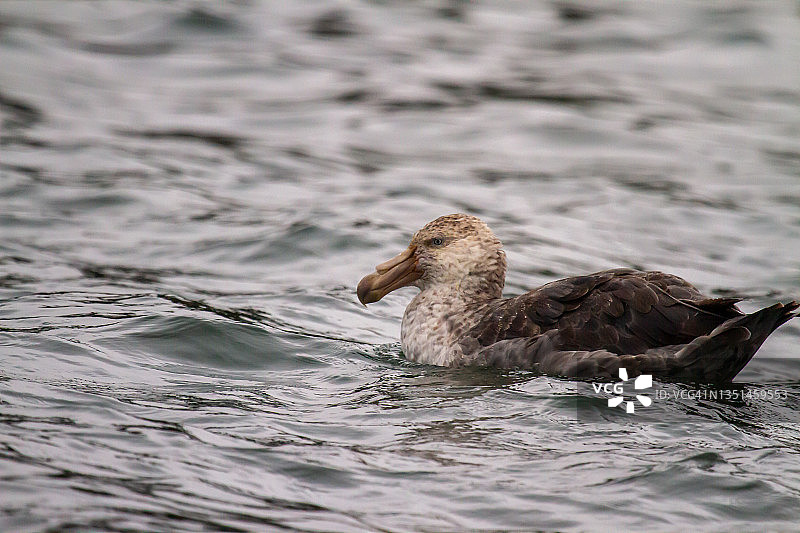 海鸥漂浮在海面上图片素材