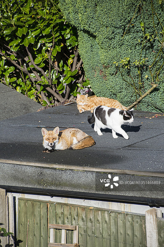 屋顶上的两只猫和一只狐狸图片素材