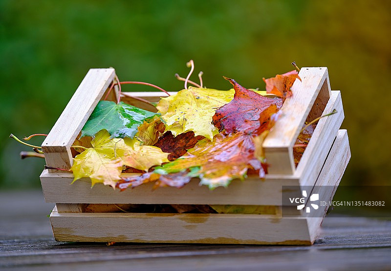 枫叶箱图片素材