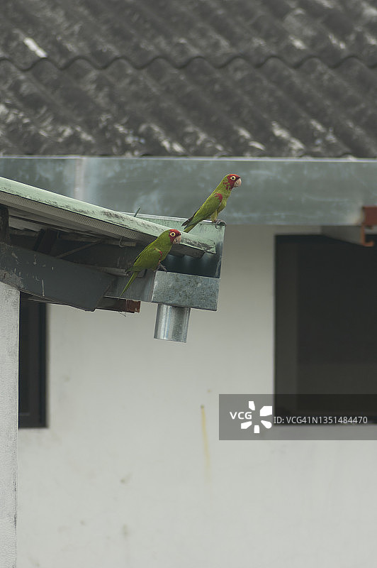 城市中的鹦鹉图片素材