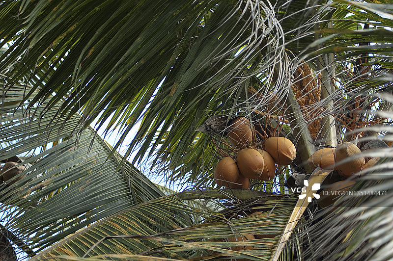 椰子树图片素材