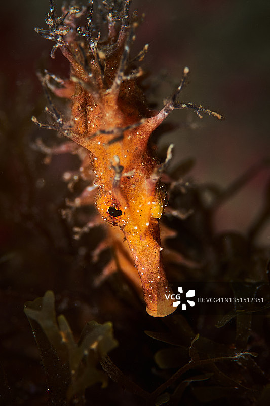 拉氏海马图片素材