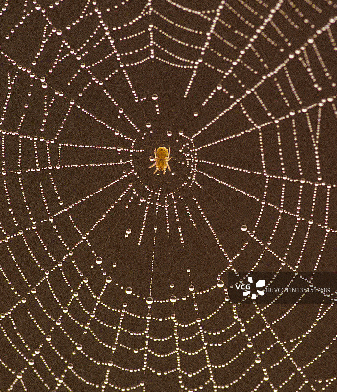 带露珠的蜘蛛网和园蛛图片素材